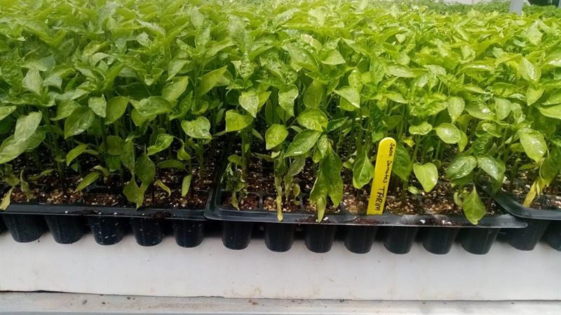 Sivas’ta alternatif ürün denemesi: 7 bin 728 Maraş biberi fidesi dikildi