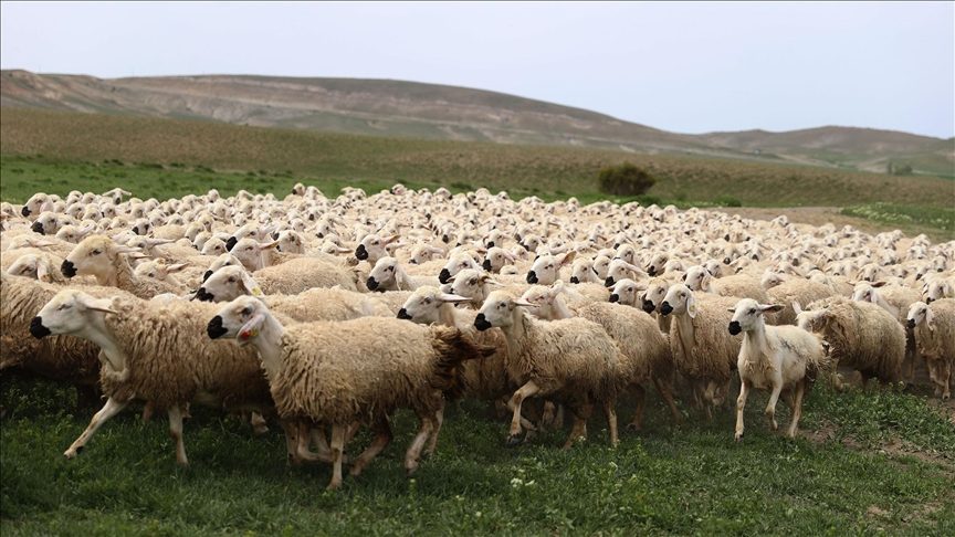 Sivaslı yetiştiriciler küçükbaş destek başvuru sonuçlarını sorgulayabiliyor